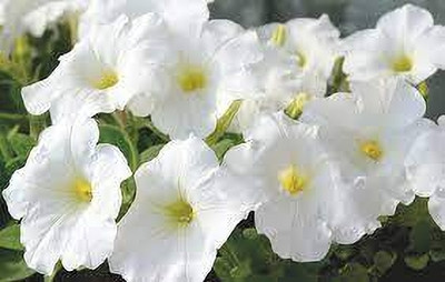 Seedsqlty Petunia seeds mix colour Seed(20 per packet)
