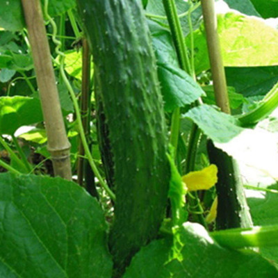 CYBEXIS Organic Cucumber Seeds Pickled Vegetables 2000 Seeds Seed(2000 per packet)