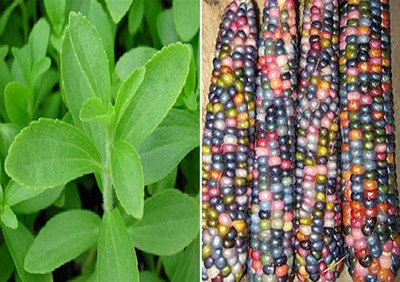 WILLVINE Stevia Sweet Leaves and Rainbow Corn Seeds-[100 Seeds] Seed(100 per packet)