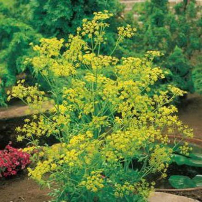CYBEXIS NDIR-68 - Organic Bouquet Dill - (2250 Seeds) Seed(2250 per packet)