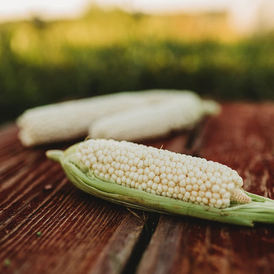 WILLVINE PUSA -XII Country Gentleman Sweet Corn-[500g] Seed(2000 per packet)