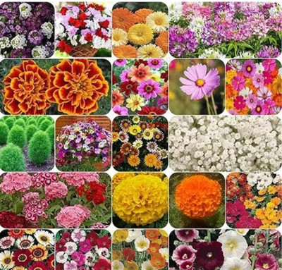 SLS 25 Variety Of Flower Seeds Combo Pack With Instruction Manual Seed(10 per packet)