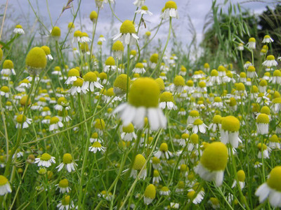 VibeX VXI-87 - Chamomile German Matricaria chamomilla - (2250 Seeds) Seed(2250 per packet)