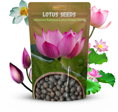 Bold Byte Lotus Seeds for Planting, lotus seeds for home Seed(10 per packet)