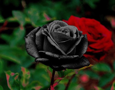 CYBEXIS XLL-69 - Rare Black Rose - (300 Seeds) Seed(300 per packet)
