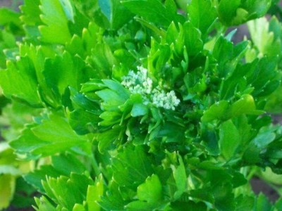 CYBEXIS XL-12 - Chinese Celery - (2250 Seeds) Seed(2250 per packet)