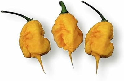 Biosnyg Hybrid Carolina Reaper Yellow Chilli Seeds For Kitchen Gardening-(4000 Seeds) Seed(4000 per packet)