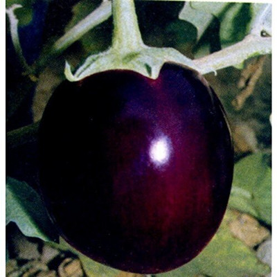 Qualtivate ™ Brinjal Round seeds best qulity seeds Seed(250 per packet)