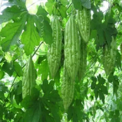 LPR KARELA ,BITTAR GOURD Seed(30 per packet)