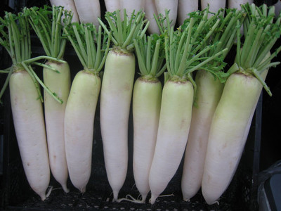 KNESSiN Long Radish[600 Seeds] Seed(600 per packet)