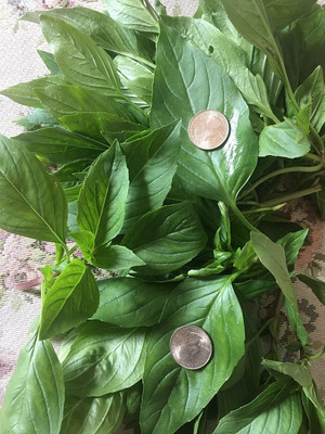 CYBEXIS XL-63 - Thai Sweet Large Leaf Basil - (1500 Seeds) Seed(1500 per packet)
