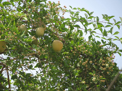 Aywal Bilva Patra Hybrid Fruit Seed(5 per packet)