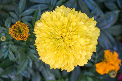 XOLDA Exotic marigold yellow Seed(14 per packet)