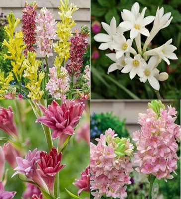 ibains Rajnigandha flower bulbs tuberose plant seeds bej 24 Seed(24 per packet)