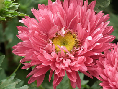 CYBEXIS Aster Pomponent Formula Red Mix Seeds Seed(50 per packet)