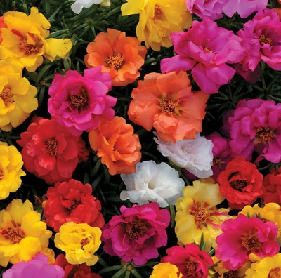 Quentova Happy Hour Mix Portulaca-PALLAV-9Q Seed(50 per packet)