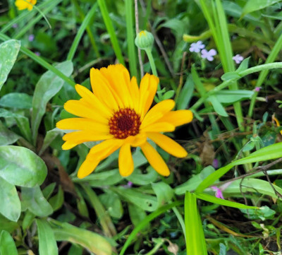 Lippy Calendula Flower Seed(70 per packet)