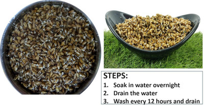 WILLVINE Black Wheat Seeds for Wheatgrass-[1000 Seeds] Seed(1000 per packet)