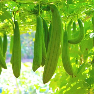 AloGardening F1 Hybrid Sponge Gourd Seeds/Dhundol Seeds (50 Pc Per Packet) Seed(50 per packet)