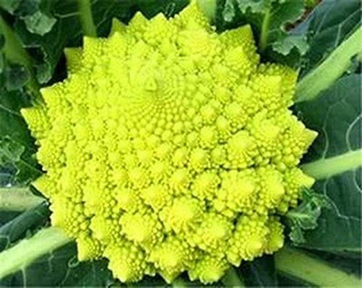 CYBEXIS Broccoli Romanesco2000 Seeds Seed(2000 per packet)