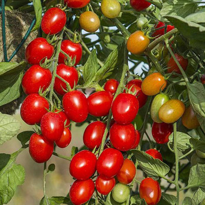 ibains Vegetable tomato seeds Seed(210 per packet)