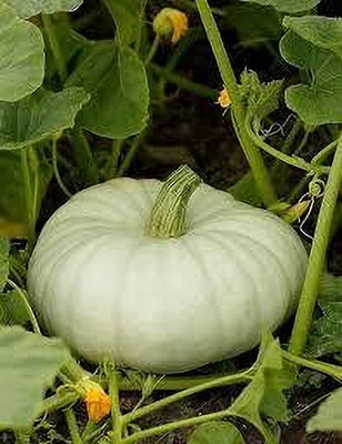 Dbbrothers Organic F1 Hybrid Pumpkin seeds pack of 22 Seed(22 per packet)
