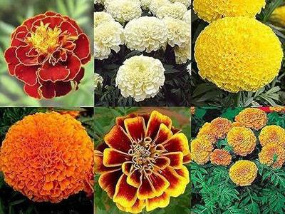 Growbyte ™ Genda phool seeds, african marigold flower seeds hybrid, premium mix Seed(90 per packet)
