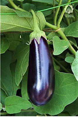 CYBEXIS KGF -37 - Brinjal (बैंगन) NAVINA - (150 Seeds) Seed(150 per packet)