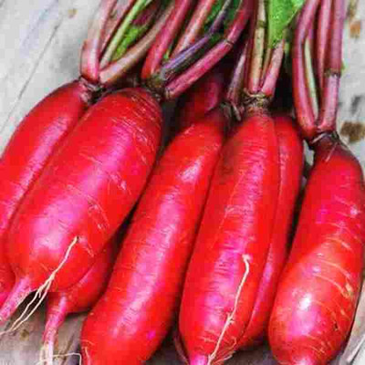 SUPRIKAM BIG SIZE TASTY PINK RADISH /MULI Seed(40 per packet)