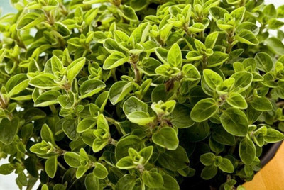 Quentova Common Oregano Origanum Vulgare-GAV-5O Seed(200 per packet)