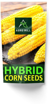 WILLVINE ROX -IV Golden COB Hybrid Sweet Corn Seeds-[1Kg] Seed(4000 per packet)