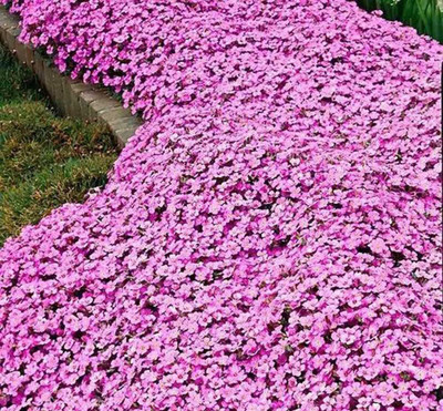 CYBEXIS NBIR-25 - Creeping Thyme Culinary Herb - (1350 Seeds) Seed(1350 per packet)