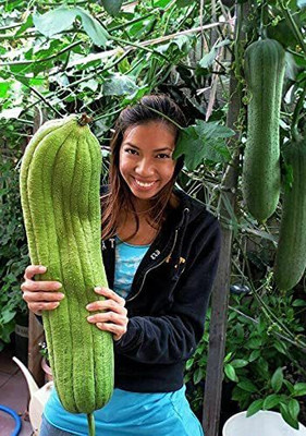 CYBEXIS GBPUT-78 - Long Sponge Gourd - (900 Seeds) Seed(900 per packet)