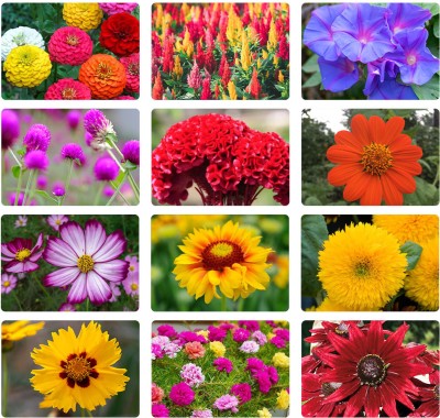 ARTA Summer Season 10 Variety Flower Combo Pack Vibrant Blooms for Your Garden Seed(700 per packet)