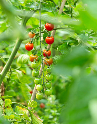 Galaxico tomato Seed(70 per packet)