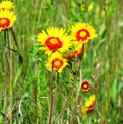 Quentova Gaillardia Pulchella Seed(40 per packet)