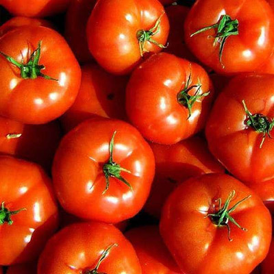 Leafy Heaven Tomato Hybrid Seeds for High Yield Round Fruits Home Garden Cultivation Seed(100 per packet)