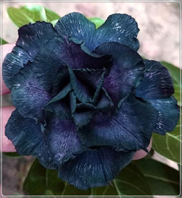 Qualtivate XLR-605 Adenium Obesum Desert Rose Seed(30 per packet)
