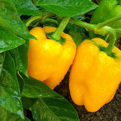 Seedsqlty hybrid capsicum yellow seeds Seed(70 per packet)
