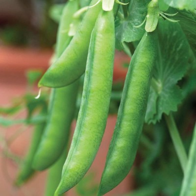 CYBEXIS High Yield Pea Hurst Greenshaft Maincrop Vegetable Seeds400 Seeds Seed(400 per packet)