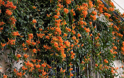 Nuvotone kanakambaram-firecracker-crossandra Seed(39 per packet)