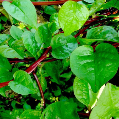 Cloud Farm red poi seeds,malabar spinach/malabar spinach seed 68 Seed(68 per packet)