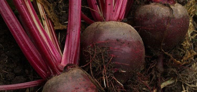 LPR CHUKANDAR,,BEETROOT Seed(20 per packet)