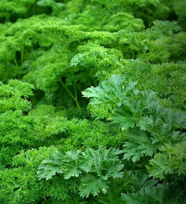 VibeX HUA-14 - Curly Leaf Parsley - (750 Seeds) Seed(750 per packet)