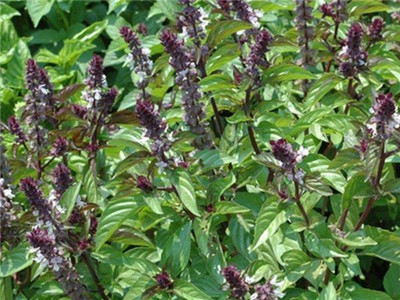 VibeX ® XLR-18 Basil Asian Cinnamon Seeds Seed(1000 per packet)