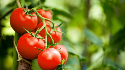 WILLVINE Hybrid Tiny Tim Dwarf Cherry Tomato [25g, 7500 Seeds] Seed(7500 per packet)