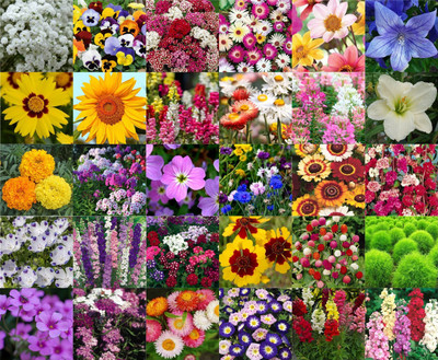Agnico Agnico 30 Variety Of Flower Seeds Combo Pack With Instruction Manual.… Seed(30 per packet)