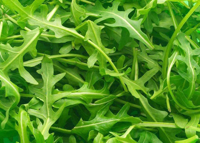 CYBEXIS LXI-56 - Arugula (Eruca Sativa) - (2250 Seeds) Seed(2250 per packet)