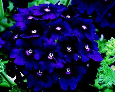 ACCELCROP Verbena Mix Seed(20 per packet)