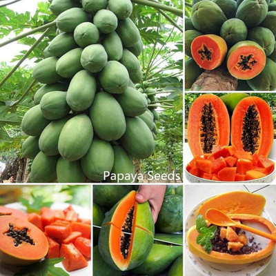 AMAJIT Papaya seeds red lady 786 Taiwan Seed(80 per packet)